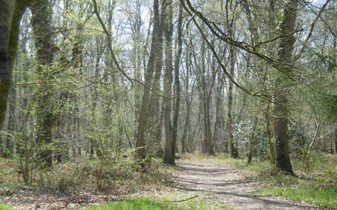 Prudence en forêt
